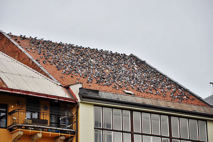 A2B Pest Control are able to install spikes to deter birds from roofs in Collier Row. 