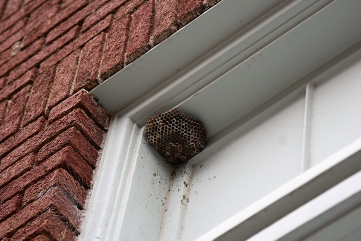 We provide a wasp nest removal service for domestic and commercial properties in Collier Row.